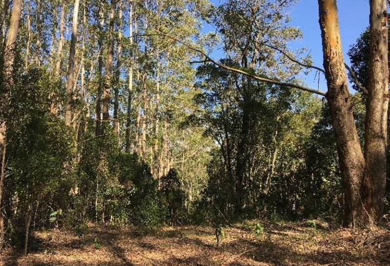 Gleba no Zona Rural (foto 11 de 21)