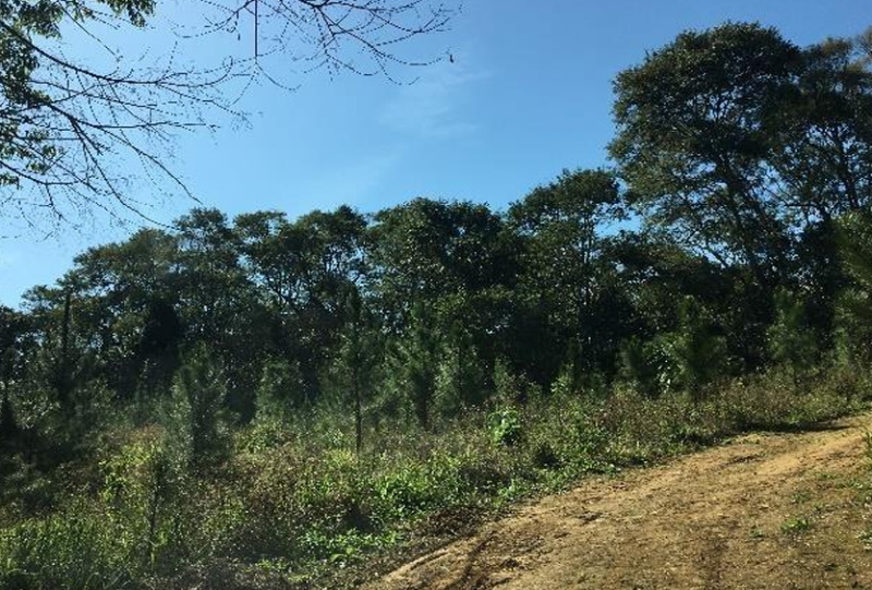 Gleba no Zona Rural (foto 14 de 21)