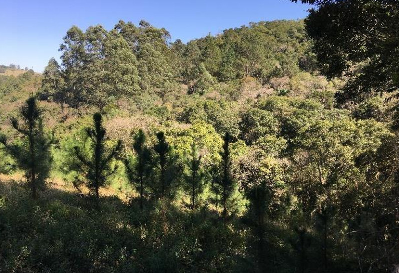 Gleba no Zona Rural (foto 15 de 21)