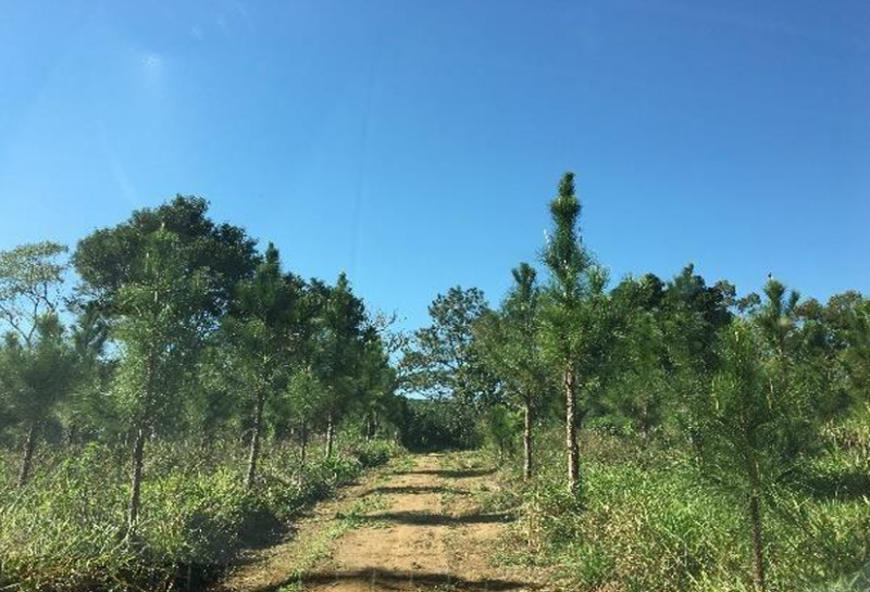 Gleba no Zona Rural (foto 16 de 21)